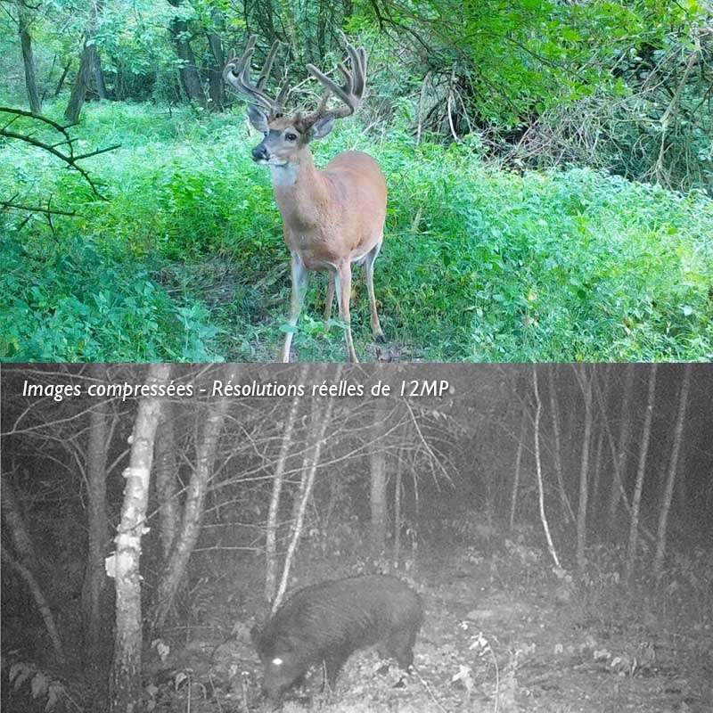 Piège Photographique TR-01K avec carte SD