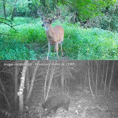 Piège Photographique TR-01K avec carte SD