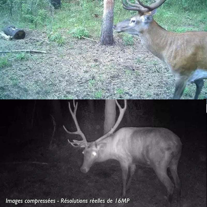 Piège Photographique TR-30K LEDs noires