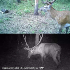 Piège Photographique TR-30K LEDs noires