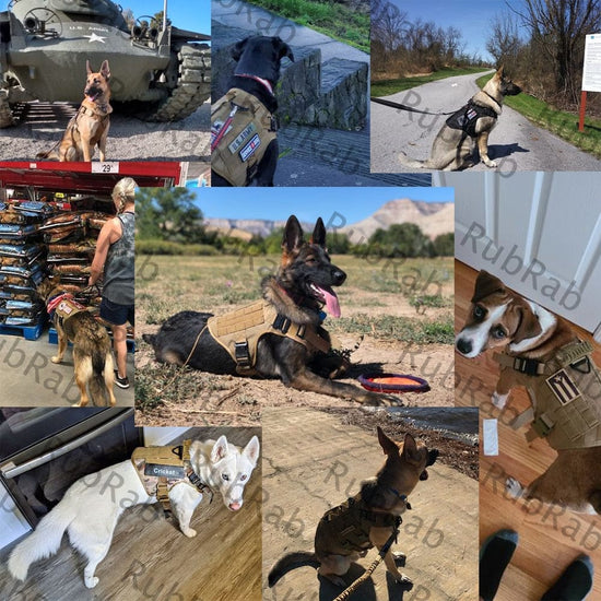 Gilet Tactique Harnais militaire pour chien